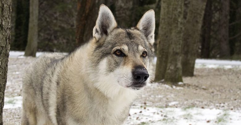 Czechoslovakian Wolfdog - 3 /25