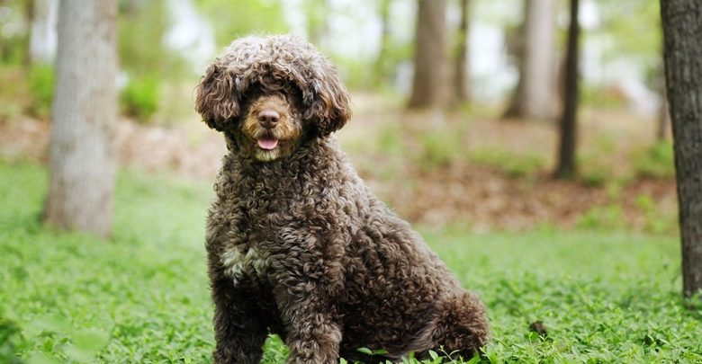 Portuguese Water Dog - 18 /25